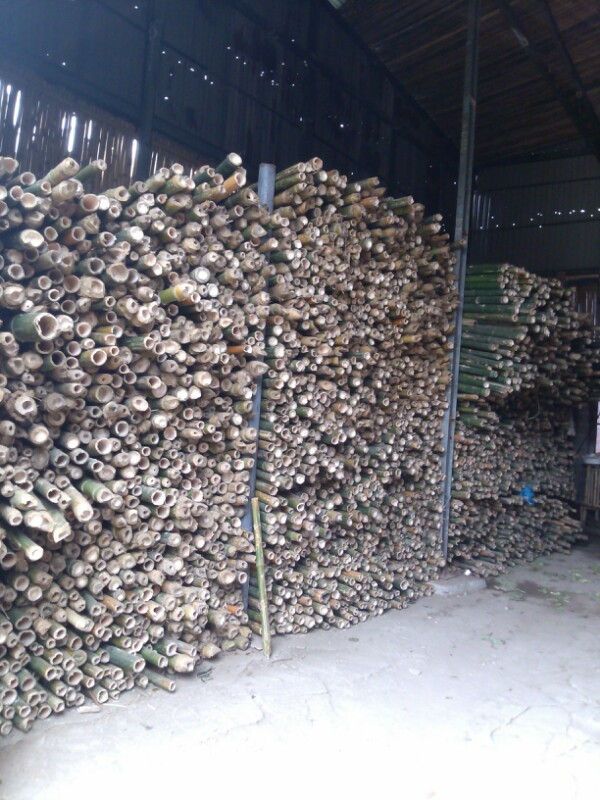 mua tre cây tại đà nẵng